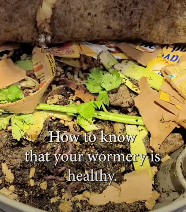 WW Video: How to know that your wormery is healthy...