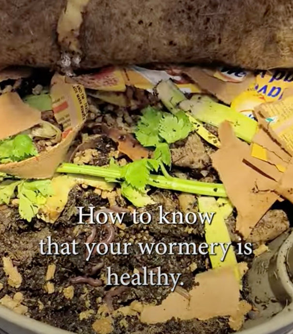 WW Video: How to know that your wormery is healthy...