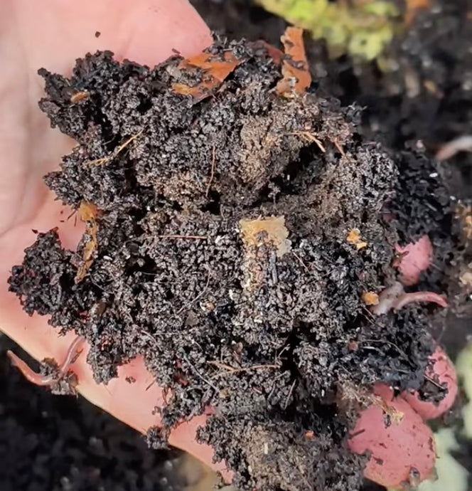 WW Video: Worm Composting makes Black Gold!