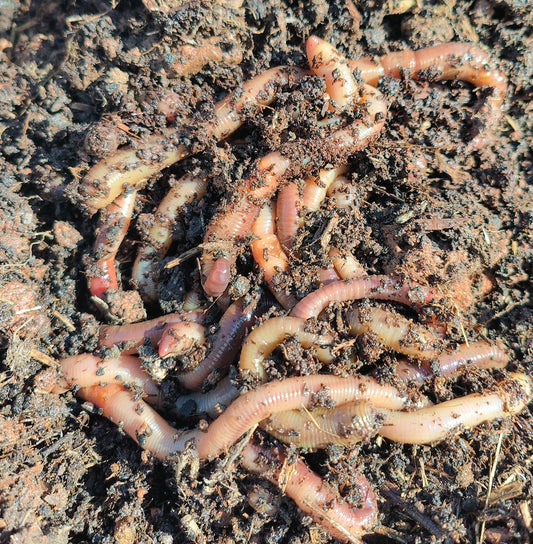 The Benefits of Adding Garden Worms to Your Soil