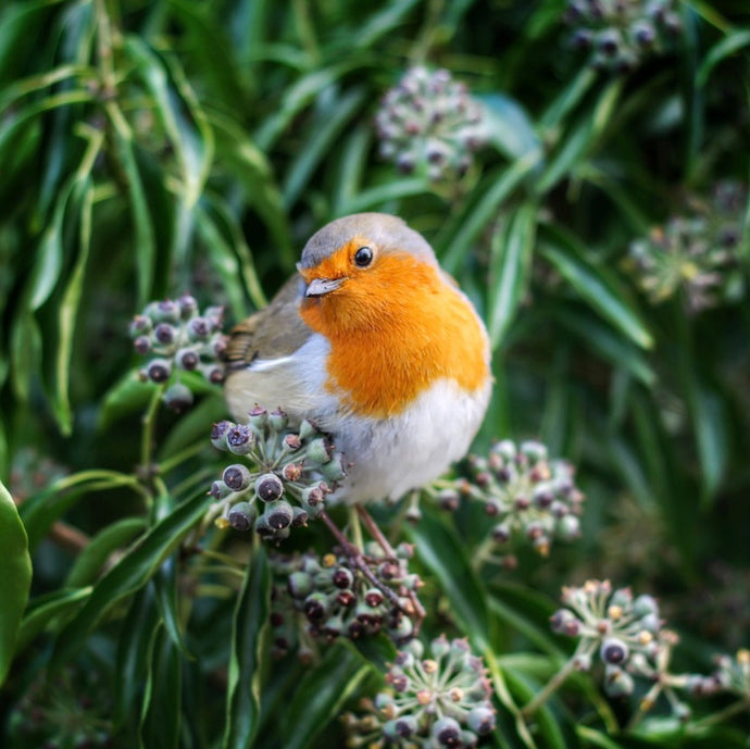 A Few Tips on Feeding Robins This Winter