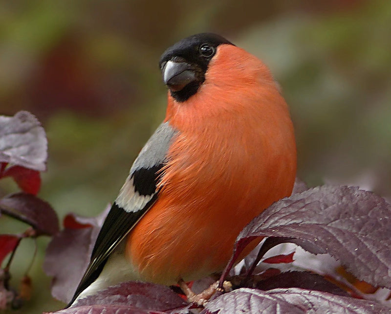 Feeding Your Garden Birds this November