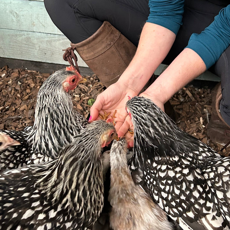 Why Your Hens Deserve LIVE Wiggly Mealworms