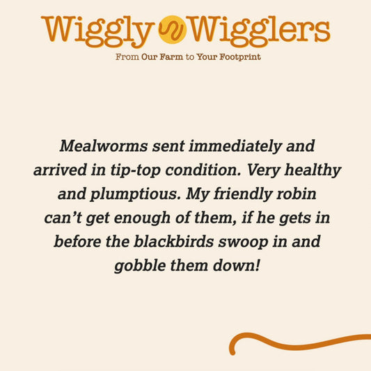 Our Latest Wiggly Product Reviews :)