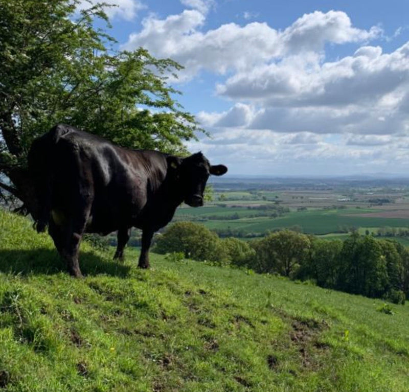 Grow Wild with Wiggly Wigglers: Supporting Nature, One Seed at a Time 🌱🐦