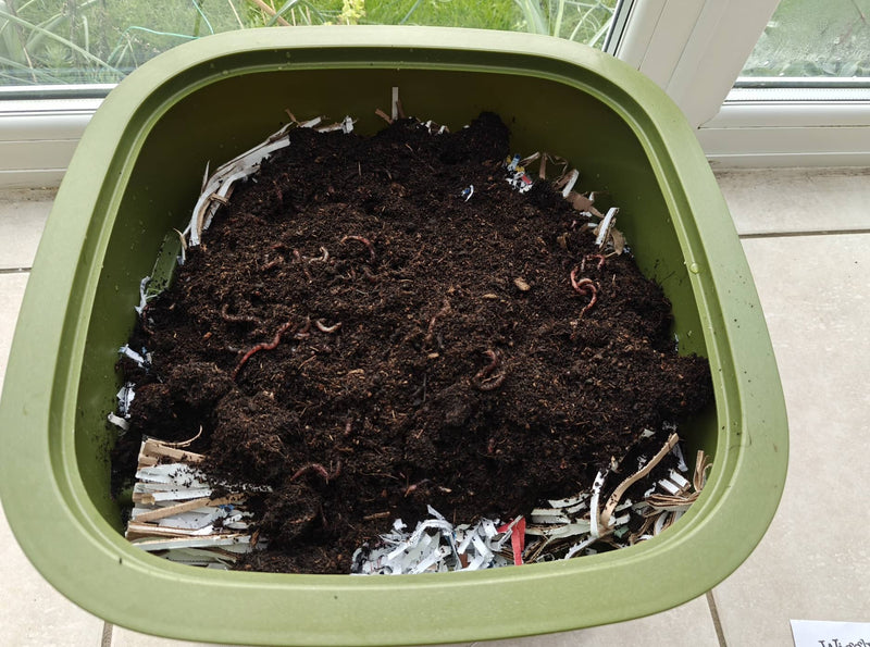 How to Prevent Worms from Drowning in the Tea Tray