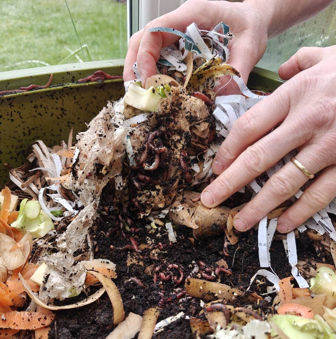 Which Worm Farm is Right for You? Comparing the Urbalive Worm Composter and the Plastia Compact Worm Farm