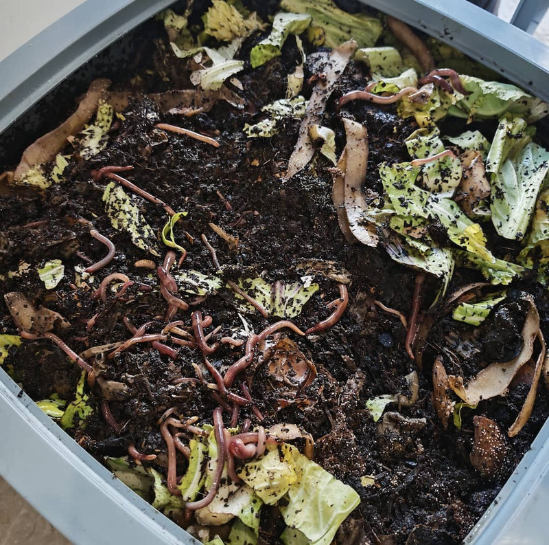 Ask the Wiggly Experts: Can I Add Composting Worms Straight Into My Garden Compost Bin?