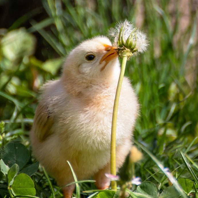 Why are Chicks a Symbol of Easter?