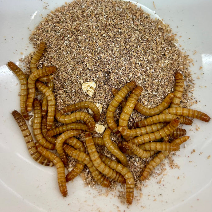 The Wiggly Guide to feeding mealworms :)