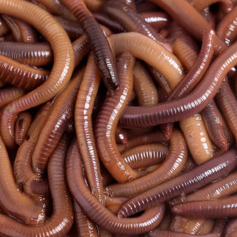 What Worms Do I Need for My Soil?