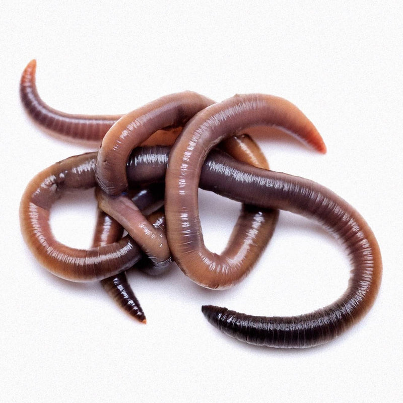 Supercharge Your Soil with Wiggly Wigglers Garden Worms – Delivered Nationwide!