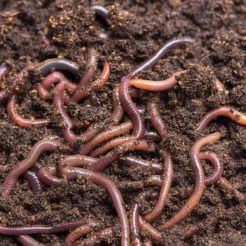 Can Wiggly Garden Worms Help Revitalise My Clay Soil?