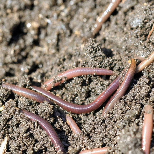 Can Wiggly Garden Worms Help Revitalise My Sandy Soil?