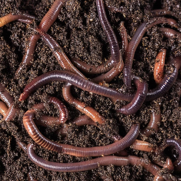 Can Wiggly Garden Worms Help Revitalise My Silty Soil?