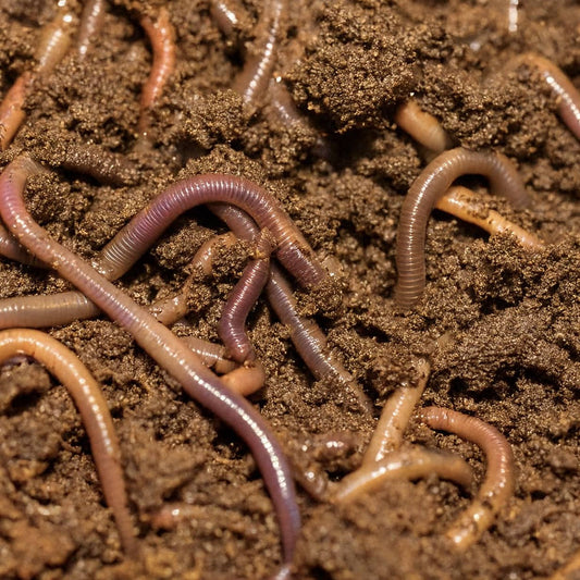 Can Wiggly Garden Worms Help Revitalise My Peaty Soil?