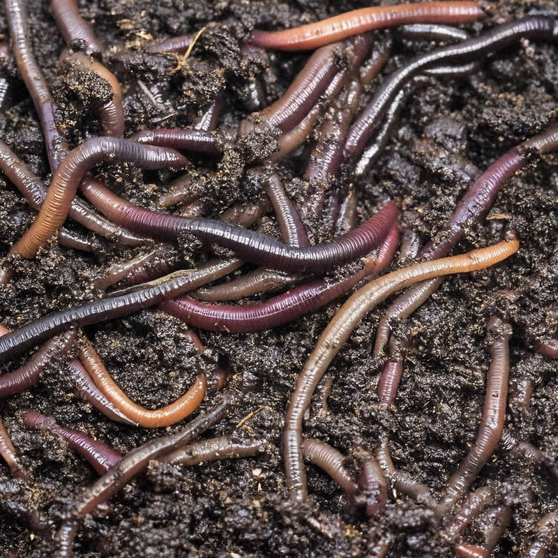 Can Wiggly Garden Worms Help Revitalise My Loamy Soil?