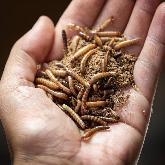 If You Only Feed One Type of Food to Garden Birds, Make It This One (Live Mealworms)