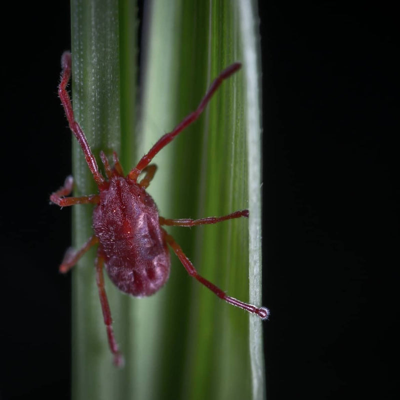 Dealing with Spider Mites in your Worm Farm