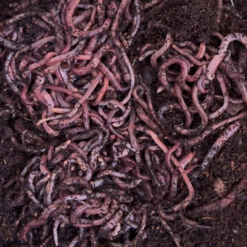 Worms at Work: Real Experiences from Wiggly Wigglers Composters