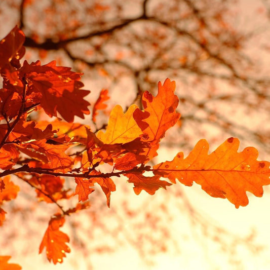 September in the Garden: Rolling Out the Red Carpet for Our Feathered Friends
