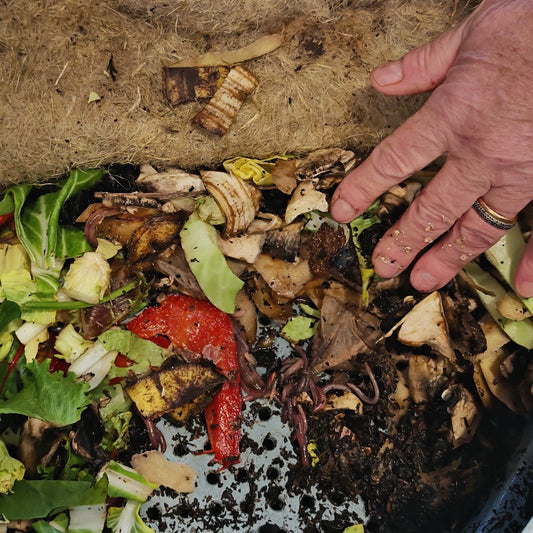 Why pH Balance Matters in Your Worm Composter – And How to Keep It Right