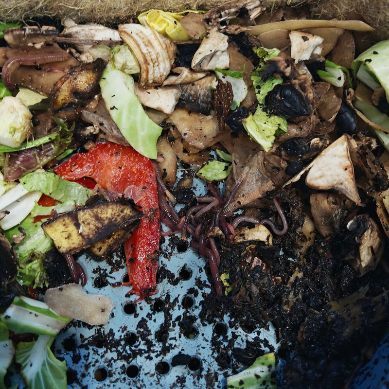 How to Keep Your Wormery Moist – But Not Soggy