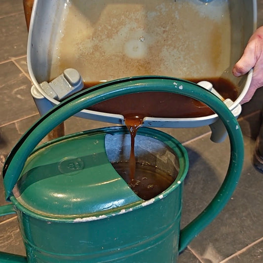 Liquid Gold: How to Use Worm Tea from Your Wormery