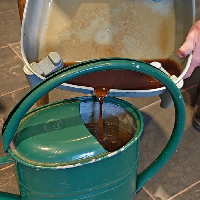 Liquid Gold: How to Use Worm Tea from Your Wormery
