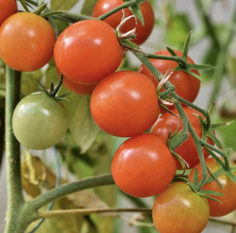 🍅 Growing Tomatoes with Burnt Rubbish? There Might just Be a Better Way…