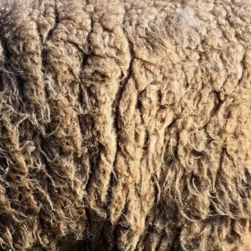 🌿 New In: Wiggly Woolch - Raw Sheep’s Wool Mulch!