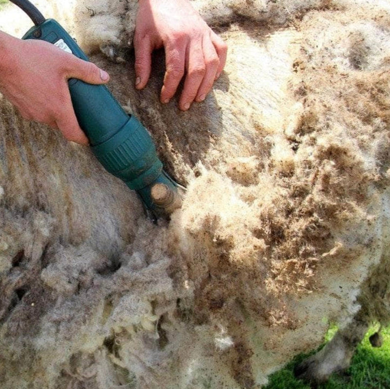 🎵 Wiggly Wiggly, have you any wool?