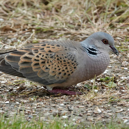 What Does a Ground-Feeding Bird Mean?
