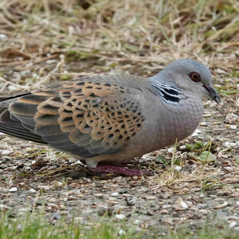 What Does a Ground-Feeding Bird Mean?