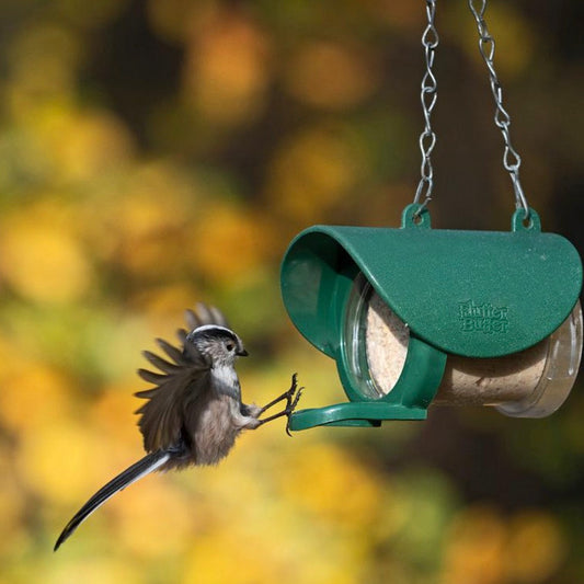 Flutter Butter Original: The Bird-Lover’s Secret to a Bustling Garden