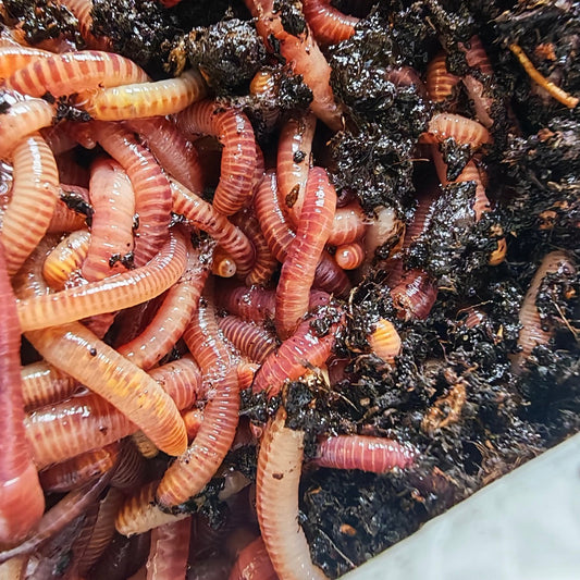 Do Worms Have Favourite Foods?