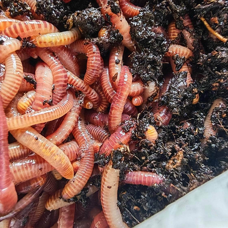 Why Should I Add Garden Worms Into My Soil?