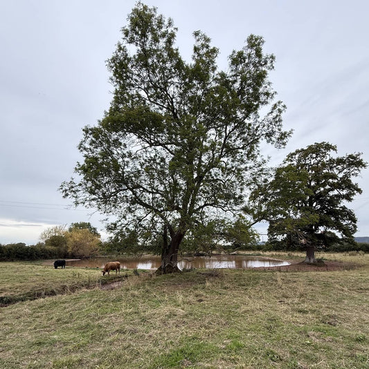 🌿 Turning a Forgotten Farm Pond into a Wildlife Haven