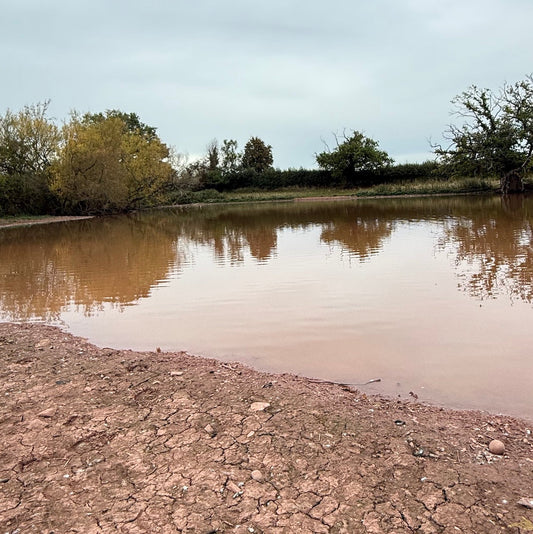 Pond Tipping – A New Wiggly Adventure 🌊🐸🐟