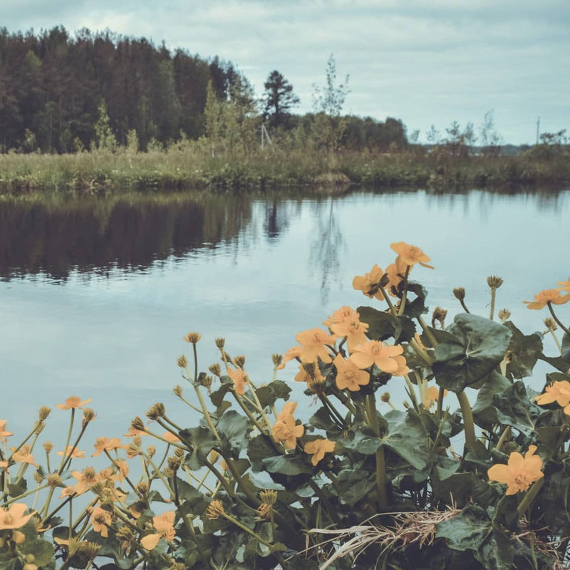🐸 How You Can Help Bring Pond Wildlife Back to Life
