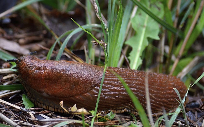 Ask the Wiggly Experts: Are Slugs in My Wormery Okay? How Do I Remove Them?