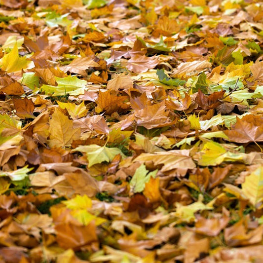 🪱 Don’t Rake It All Away! Why Worms (and Your Soil) Need Fallen Leaves