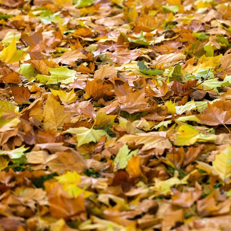 🪱 Don’t Rake It All Away! Why Worms (and Your Soil) Need Fallen Leaves