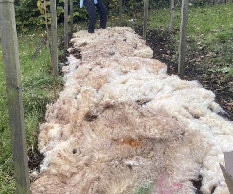 Why Wool straight from the Sheep is so Useful AND Cheap!