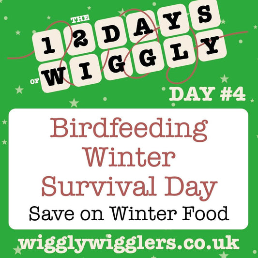 Day 4 of our Wiggly 12 Days of Christmas: Your Winter Bird Rescue Plan