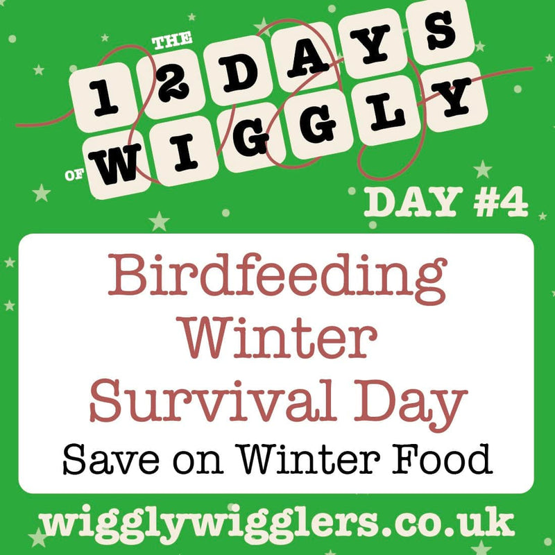 Day 4 of our Wiggly 12 Days of Christmas: Your Winter Bird Rescue Plan