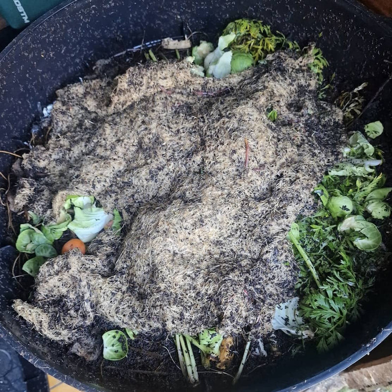 Do Wormery Worms Go to Sleep in Winter? What’s Really Happening in Your Bin