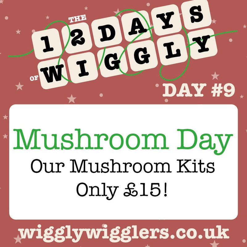 They’re Here! Black Oyster & Lion’s Mane Kits — Launch Price £15