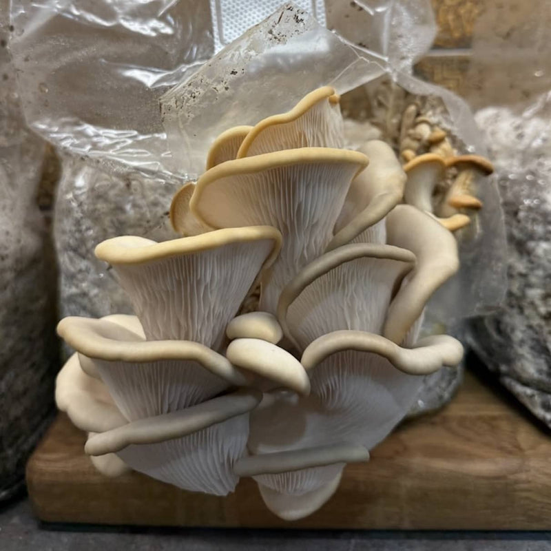 🍄 From Kitchen Curiosity to Compost Gold: Why Mushroom Kits Belong in Every Compost-Loving Home