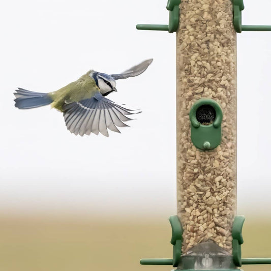 The Role of Feeding Stations in Supporting Declining British Bird Species